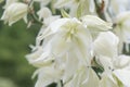 Adamâs needle and thread Yucca filamentosa Bright Edge, close-up of flowers